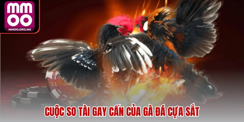 Cuộc so tài gay cấn của gà đá cựa sắt Cuộc so tài gay cấn của gà đá cựa sắt