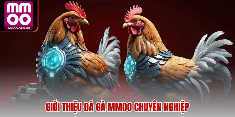 Giới thiệu đá gà MMOO chuyên nghiệp Giới thiệu đá gà MMOO chuyên nghiệp