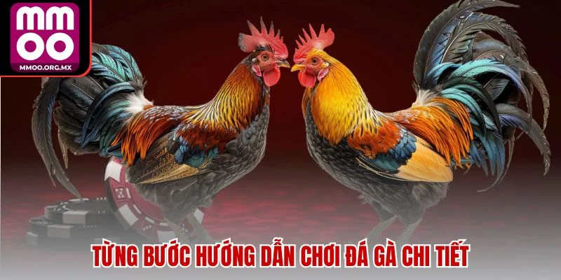 Từng bước hướng dẫn chơi đá gà chi tiết Từng bước hướng dẫn chơi đá gà chi tiết